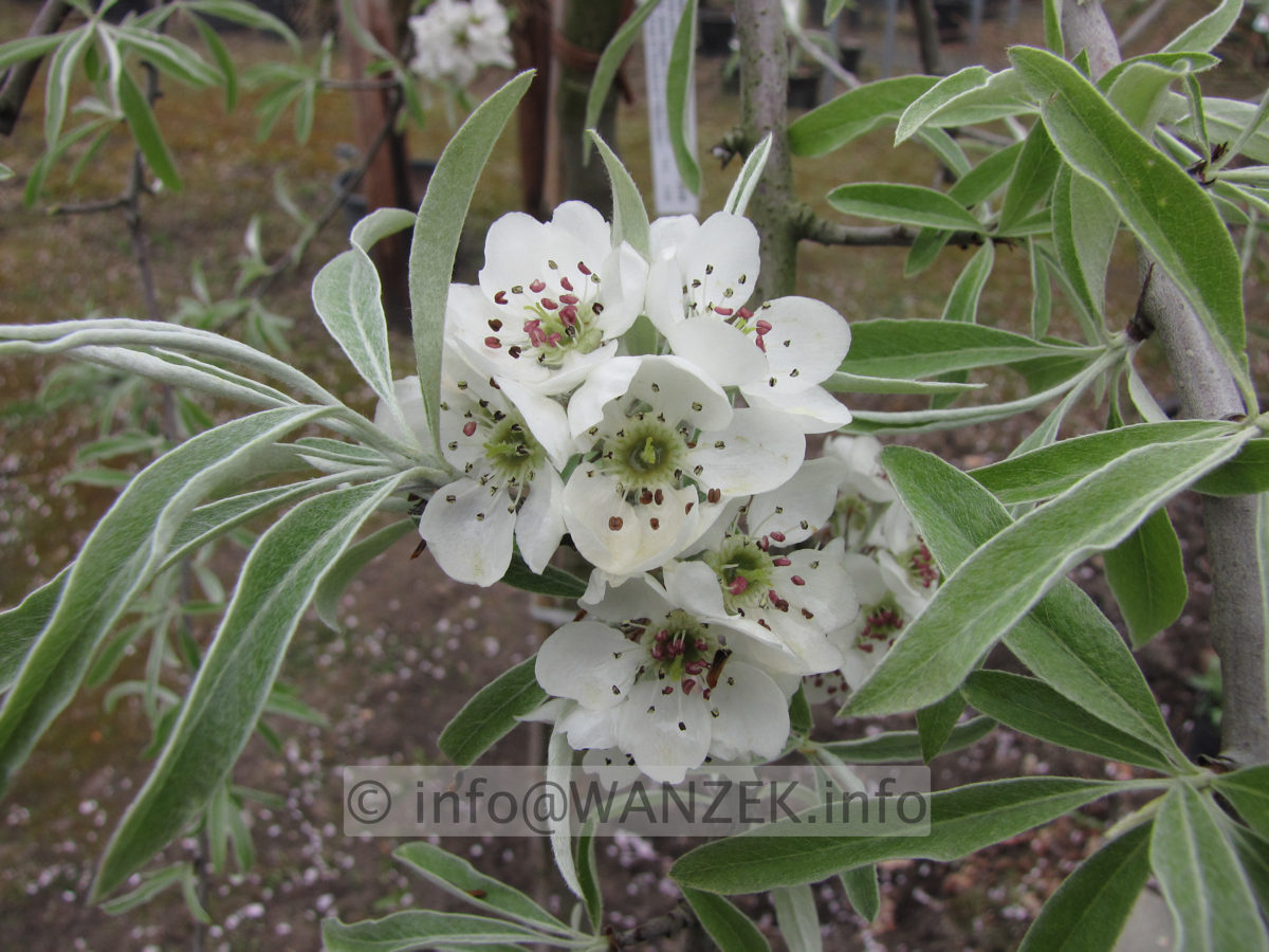 Pyrus salicifolia Pendula 06 Blueten Macro 02.JPG